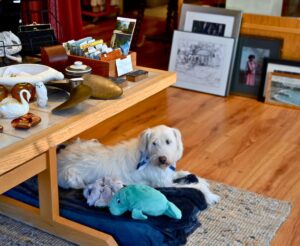 Dog named Pigeon hanging out in store