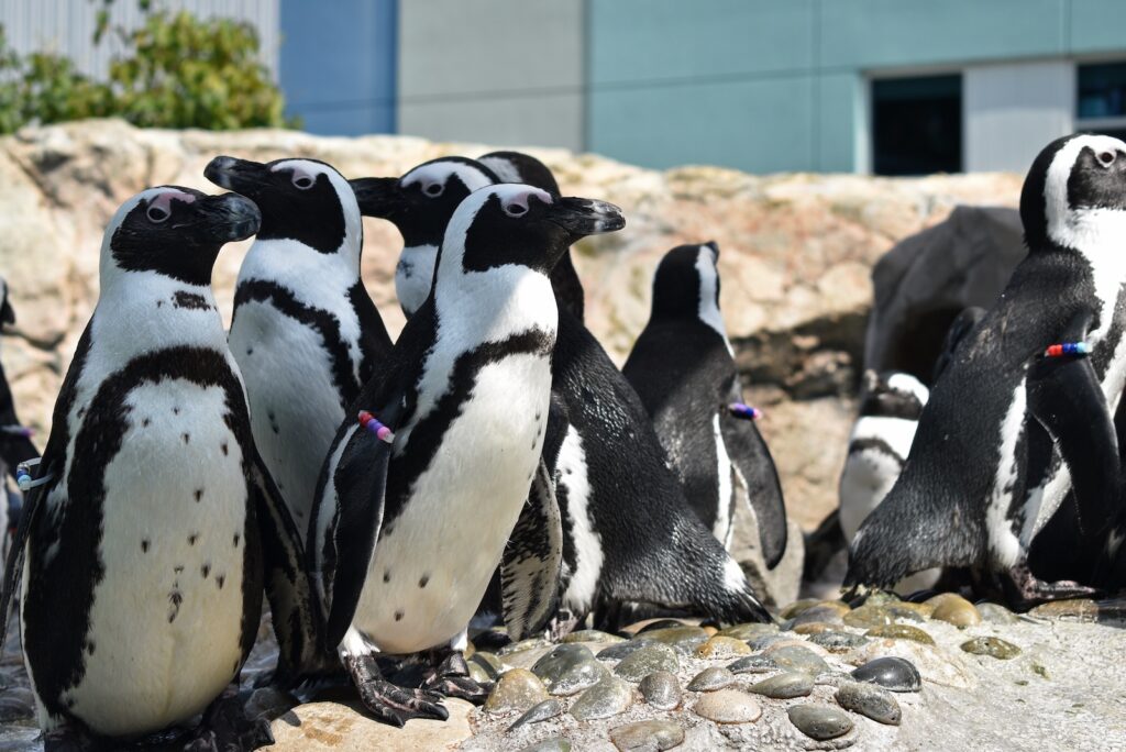 Penguins interact with visitors at the Mystic Aquarium