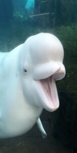 A beluga whale shows off for the camera.