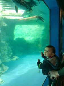 Penguins swim at the Mystic Aquarium while a toddler looks on.
