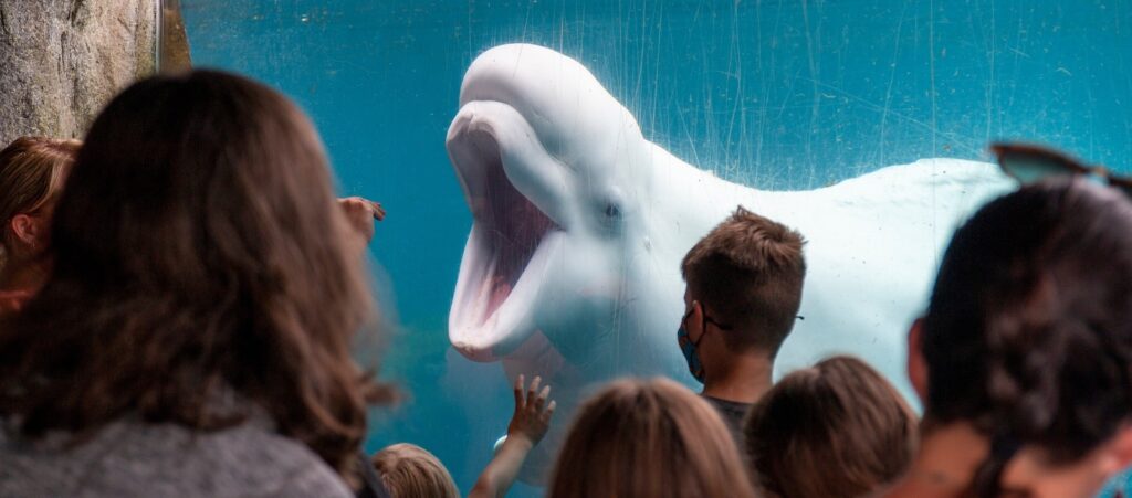 A curious beluga whale with its mouth open interacts with visitors through the glass at an aquarium.