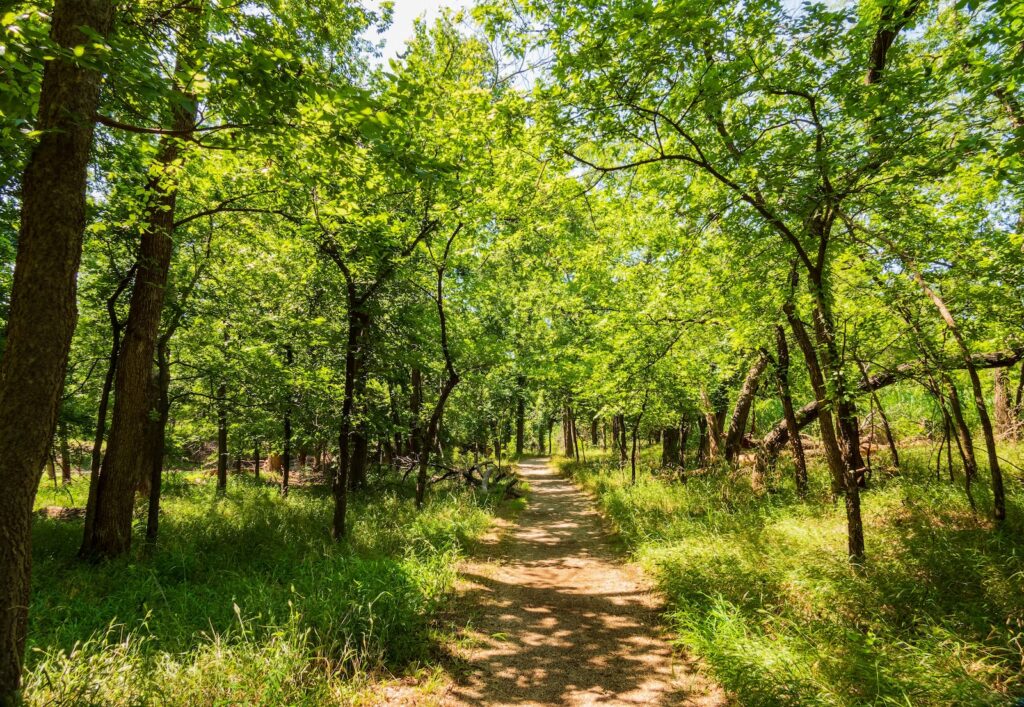 Sunlit dirt hiking trail winding through a lush, green forest on a bright summer day.