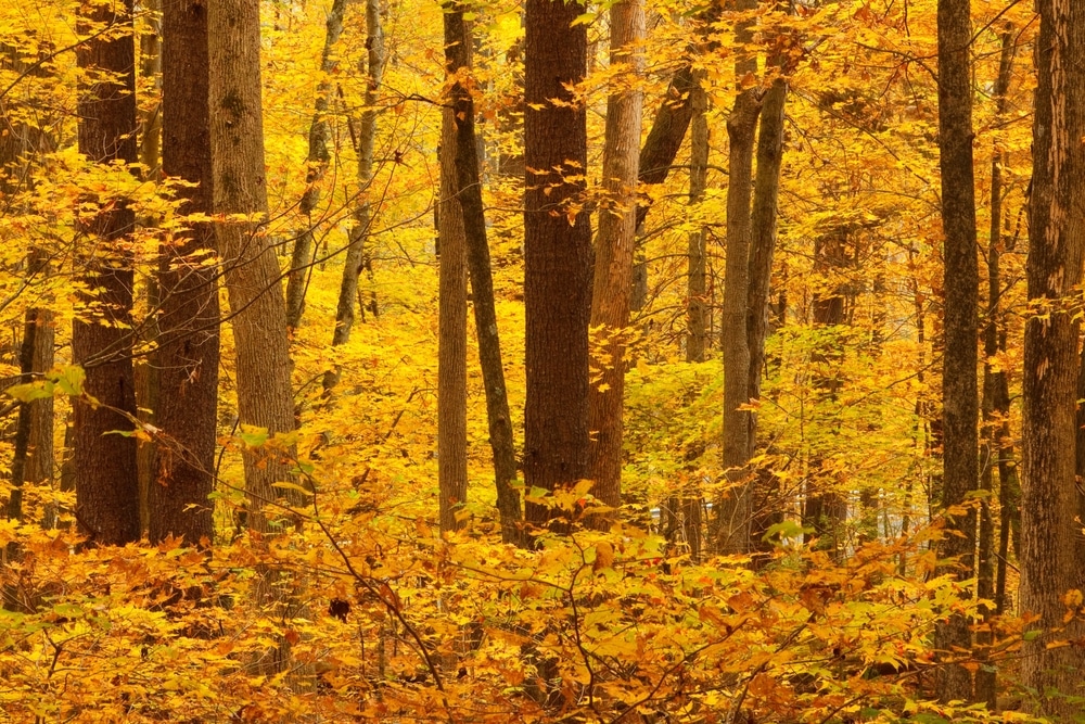 Dense forest landscape filled with vibrant yellow autumn foliage and tree trunks.