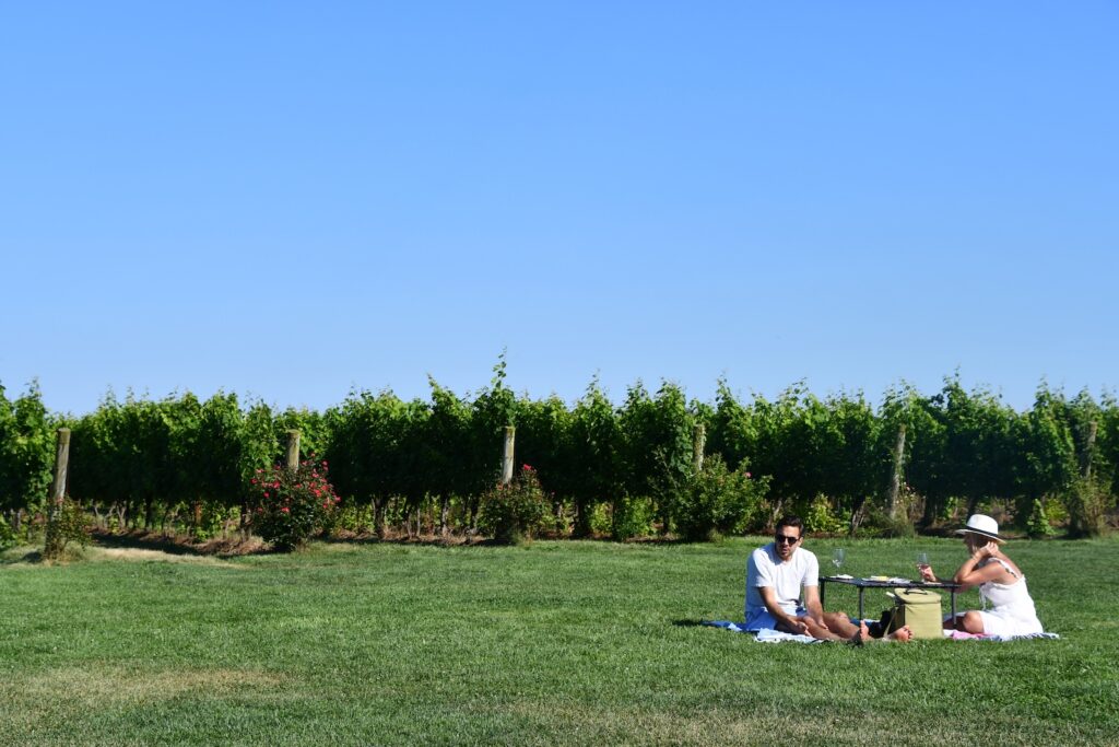 A couple enjoying a picnic in the middle of a vineyard on the Connecticut Wine Trail.