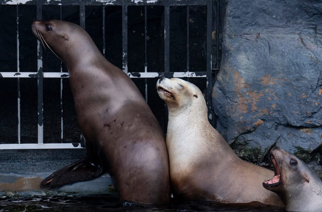 Sea lions at the Mystic Aquarium, where Peppermint from the movie Mystic Christmas lives.